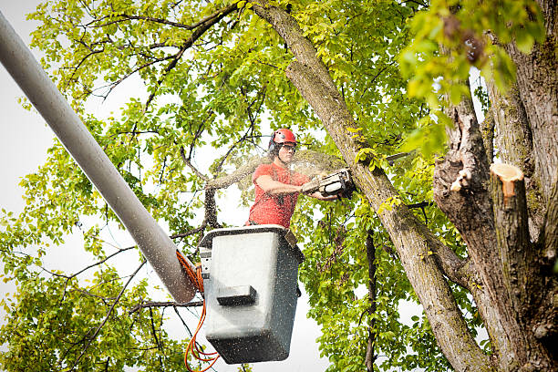 How Our Tree Care Process Works  in  Enderlin, ND